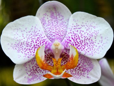 Orkide bir sera içinde muhteşem Bahçe çiçek açan