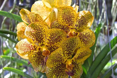 Orkide bir sera içinde muhteşem Bahçe çiçek açan