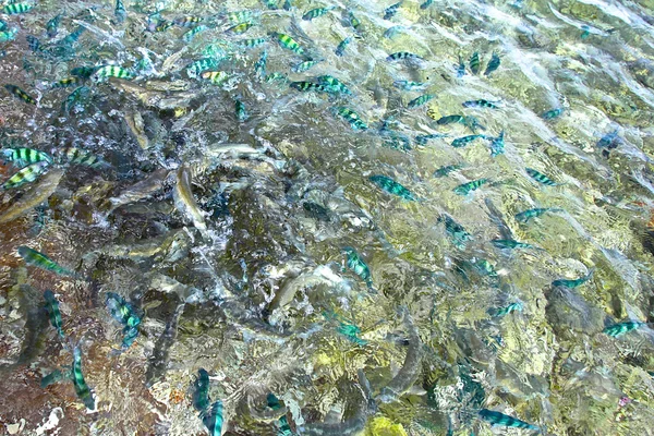 Кормление рыбы — стоковое фото
