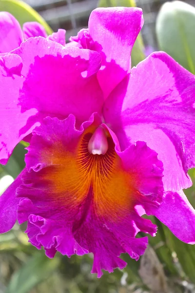 Rozkvétají nádherné zahrady orchidejí ve skleníku — Stock fotografie