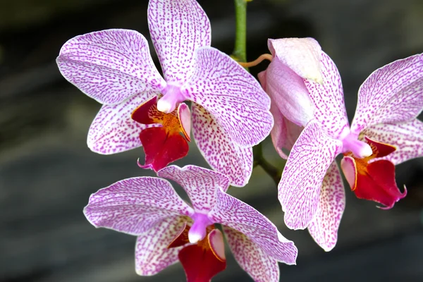 Florescendo lindo jardim de orquídeas em uma estufa — Fotografia de Stock