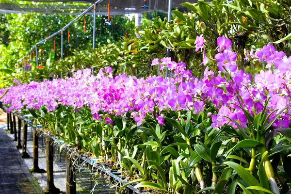 Blooming gorgeous garden of orchids in a greenhouse — Stock Photo, Image