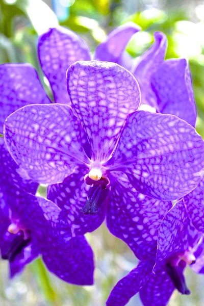 Fioritura splendido giardino di orchidee in una serra — Foto Stock