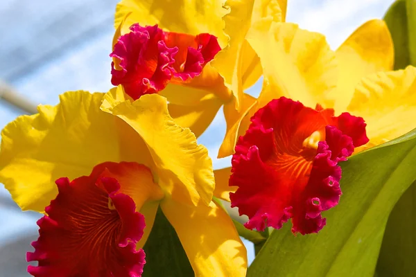 Blommande vackra trädgård av orkidéer i ett växthus — Stockfoto