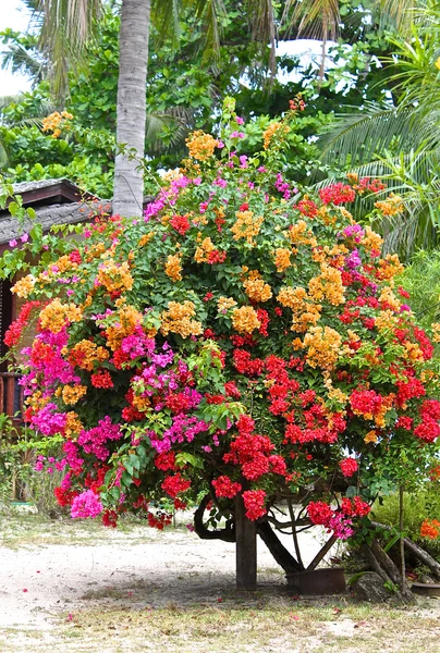 Flores rojas, amarillas, moradas en el árbol — Foto de Stock