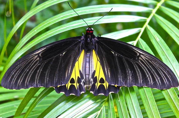 The largest butterfly in the world — Stock Photo, Image