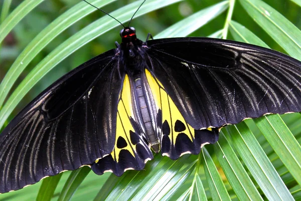 The largest butterfly in the world — Stock Photo, Image
