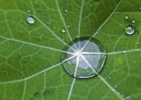Kropla wody na zielony liść — Darmowe zdjęcie stockowe
