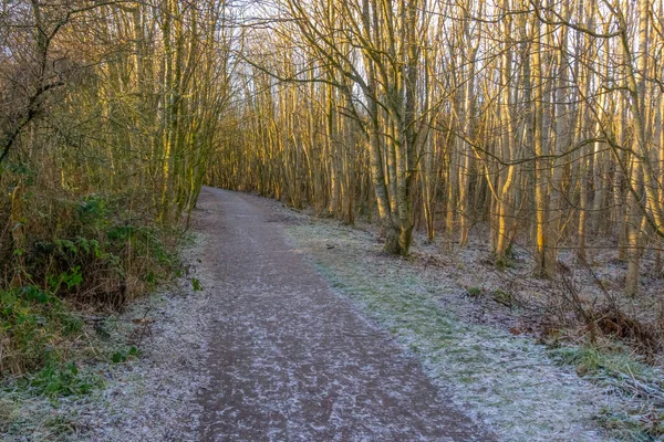 Eglinton Park Zimě Začátku Roku Jeho Stezkami Holé Stromy Večerním — Stock fotografie