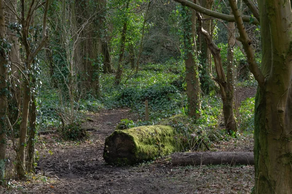 Irvine İskoçya 'daki Perceton Ormanı ve sihirli patikaları