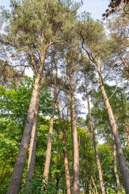 Troon İskoçya 'daki Fullerton Parkı' nın perili patikaları güneş eski çam ağaçlarının arasından geçerken mistik atmosfere katılıyor.