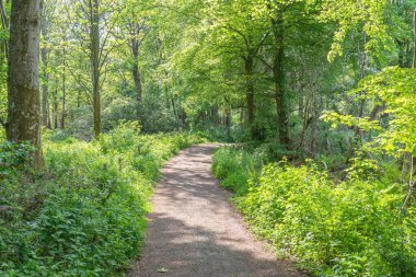 Troon İskoçya 'daki Fullerton Parkı' nın perili patikaları güneş ağaçların arasından geçerken gizemli atmosfere katılıyor.