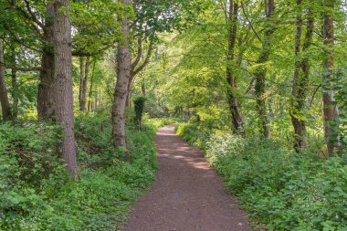 Troon İskoçya 'daki Fullerton Parkı' nın perili patikaları güneş ağaçların arasından geçerken gizemli atmosfere katılıyor.