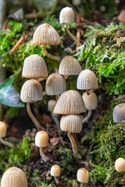 Coprinaceae ağaç mantarları ayrıca Brittlestems veya Botanik adı Psathyrellaceae olarak da bilinir. Mantar kafalı ve ağaçların dibinde bulunan alışılmadık bir mantar çoğu zaman çok zehirli olabilir..