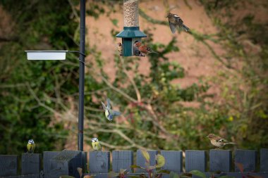Renkli maviler ve papatyalar uçuşta kuş besleyicisi için yarışıyor güneş çiçeği kalpleriyle dolu kuş besleyicisiyle.
