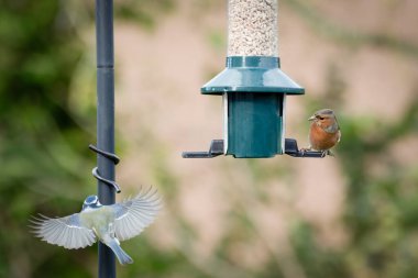 A small blue tit and a chaffinch competing for the bird feeder with the blue tit in flight as it leaves the image.