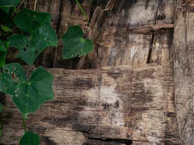 Green ivy leaves growing on weathered rustic wooden planks background - Natural organic texture with vintage wood and fresh foliage.