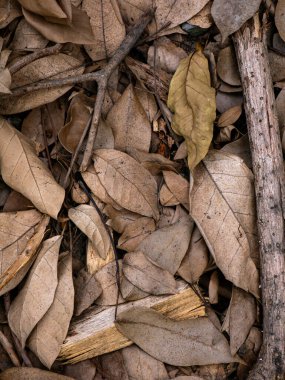 Sonbahar mevsiminde kurumuş yaprak dokusu.