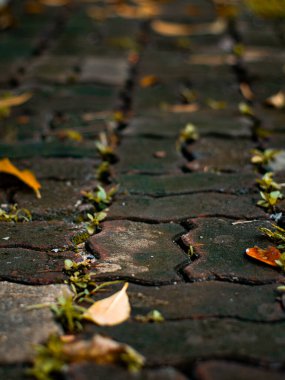 Sonbahar Eğri Tuğla Geçidi Arkaplanı - Sarmal Taş Yürüme Yolu Yaratıcı Tasarımı.