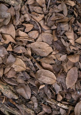 Sonbahar mevsiminde kurumuş yaprak dokusu.