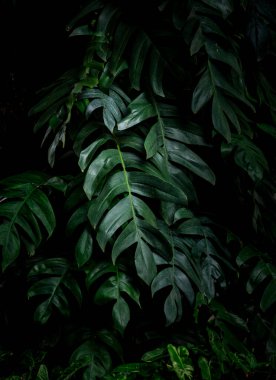 Koyu yeşil canavar leziz yaprakları huysuz bir tonda bırakır. Modern botanik ve iç tasarım kavramları için tropikal bitki yaprağı arka planı..