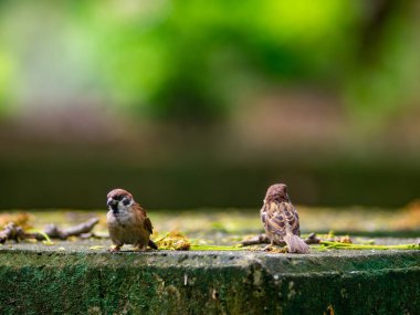 Bereketli, yeşil, nemli doğal ortamda küçük sevimli serçe kuşu. Taze tropikal yeşillik arka planında küçük vahşi yaşam yaratığı..