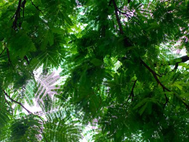 Gökyüzü arkaplanlı küçük şirin diktotipledon yaprakları ile güzel Bokeh odak - sanatsal arkaplan ve doğa kavramları için yumuşak doğal alan fotoğrafçılığı derinliği.