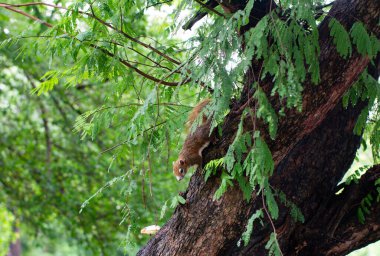 Doğal Orman Çevresindeki Ağaç Dallarını Keşfeden Meraklı Sincap Hayvan Davranışları.