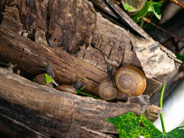 Garden snails crawling on weathered wooden logs with green leaves - Natural wildlife habitat and ecosystem in organic garden setting