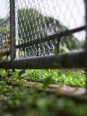 Chain Link Fence with Green Plants Growing at Base - Nature Meeting Industrial Barrier in Garden Setting