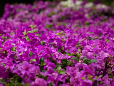 Sersemletici Pembe Bougainvillea Halı - Tropikal Manzara Tasarımında Yoğun Çiçek Bitkisi Kaplaması.