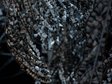 Kışın kuru mavi izin. Doğa görünümü dekorasyon arka plan dokusu.