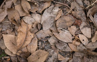 Sonbahar mevsiminde kurumuş yaprak dokusu.