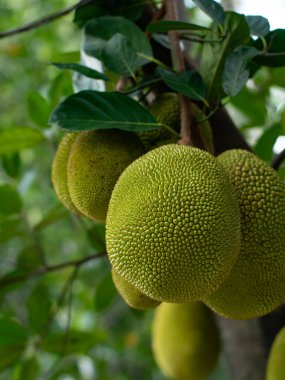 Ağaç Dalında Büyüyen Genç Yeşil Jackfruit - Tropikal Meyve Tarım Çiftliği Yakın plan