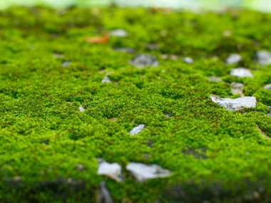 Yıpranmış Yüzeyde Canlı Yeşil Yosun Büyüyor Yakın plan Doğal Doku Macro Sığ Alan Derinliği
