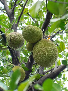 Ağaç Dalında Büyüyen Genç Yeşil Jackfruit - Tropikal Meyve Tarım Çiftliği Yakın plan