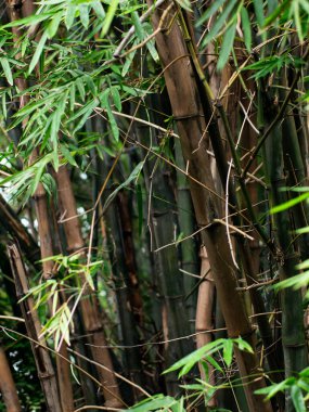 Yeşil ve Kahverengi Saplı Yoğun Bambu Ormanı - Doğal Asya Tropikal Korusu