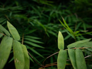 Tropikal orman ortamında doğal dokusu ve deseni olan taze yeşil bambu yapraklarını kapatın.