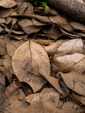 Sonbahar mevsiminde kurumuş yaprak dokusu.