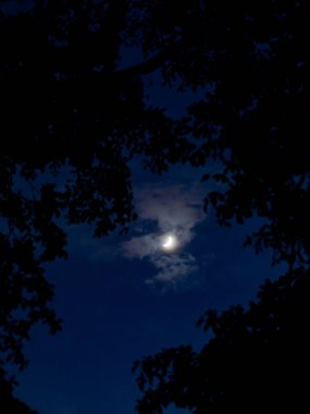 Hilal Ay Ağaç Dalları arasından Mavi Gece Gökyüzüne Karşı Siluetler Bulutlu Mistik Gece Sahnesi.