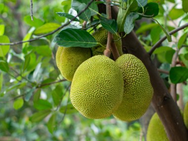 Ağaç Dalında Büyüyen Genç Yeşil Jackfruit - Tropikal Meyve Tarım Çiftliği Yakın plan