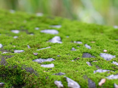 Yıpranmış Yüzeyde Canlı Yeşil Yosun Büyüyor Yakın plan Doğal Doku Macro Sığ Alan Derinliği