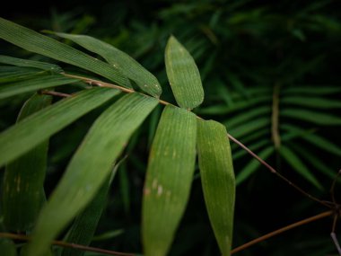 Tropikal orman ortamında doğal dokusu ve deseni olan taze yeşil bambu yapraklarını kapatın.