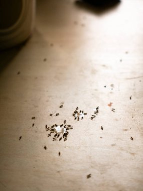 Şeker Karıncaları Mutfak Masasını İstila Ediyor - Ev Haşere Sorunu ve Tatlı İçecek Dökümü Temizleme.