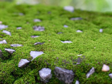 Yıpranmış Yüzeyde Canlı Yeşil Yosun Büyüyor Yakın plan Doğal Doku Macro Sığ Alan Derinliği