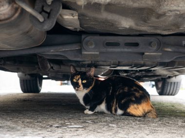 Beton zeminde eski arabanın altında oturan Calico kedisi tetikte bir ifadeyle kameraya bakıyor.
