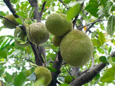 Ağaç Dalında Büyüyen Genç Yeşil Jackfruit - Tropikal Meyve Tarım Çiftliği Yakın plan