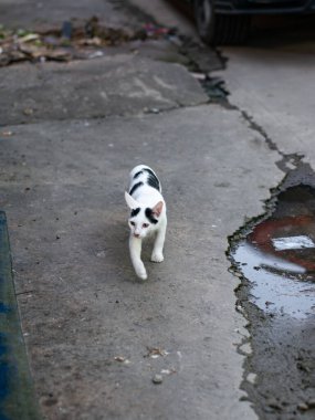 Siyah Benekli Beyaz Kedi Sokak Köşkünde Kameraya Bakıyor