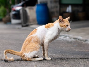 Turuncu ve Beyaz Başıboş Kedi Sokakta Oturuyor Uyarı İfadesiyle Yan Bakıyor