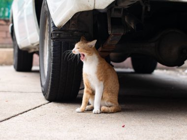 Turuncu ve Beyaz Başıboş Kedi Otoparkın Altında Esniyor Komik bir ifade sergiliyor